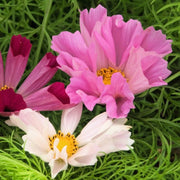 Sea Shells Bipinnatus Cosmos Seeds