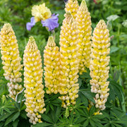 Yellow & White Lupine Seeds