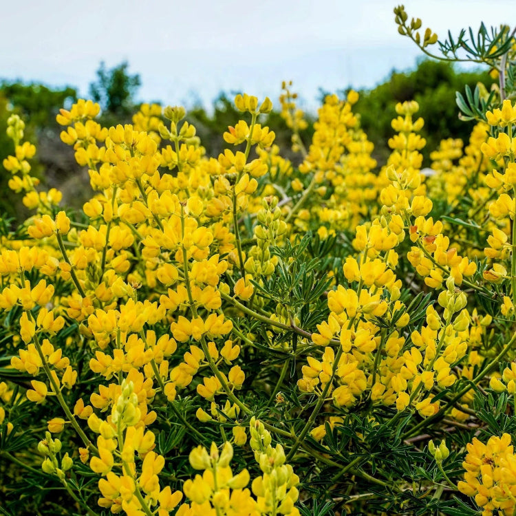 Wildflower Yellow Lupine Seeds