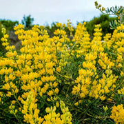 Wildflower Yellow Lupine Seeds
