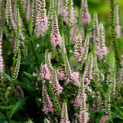 Veronica Speedwell Seeds