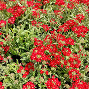 Scarlet Red Verbena Seeds
