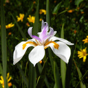 Fortnight Lily Seeds, Dietes Iridioides