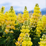 Wildflower Yellow Lupine Seeds