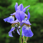 Siberian Iris Seeds, Herbal