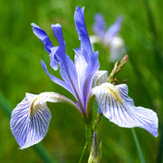 Siberian Iris Seeds, Herbal