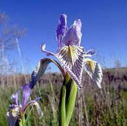Siberian Iris Seeds, Herbal