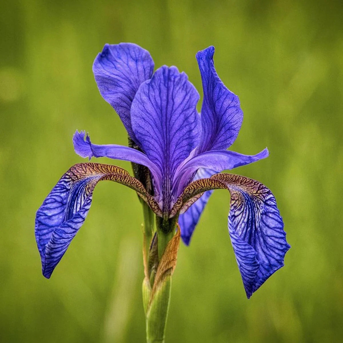Siberian Iris Seeds, Herbal