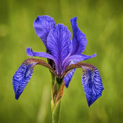 Siberian Iris Seeds, Herbal
