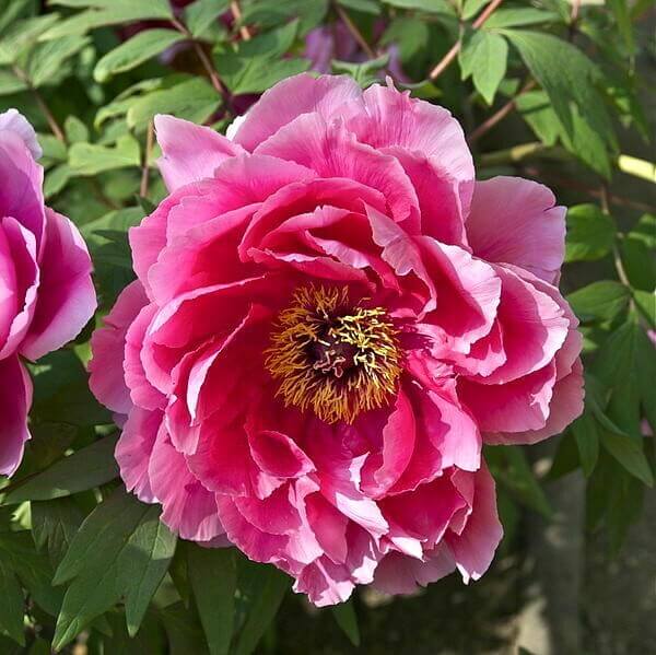 Siberian Seeds, Paeonia tenuifolia Flower Seeds