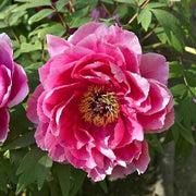 Siberian Seeds, Paeonia tenuifolia Flower Seeds