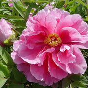 Siberian Seeds, Paeonia tenuifolia Flower Seeds