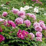 Siberian Seeds, Paeonia tenuifolia Flower Seeds