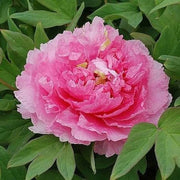 Siberian Seeds, Paeonia tenuifolia Flower Seeds
