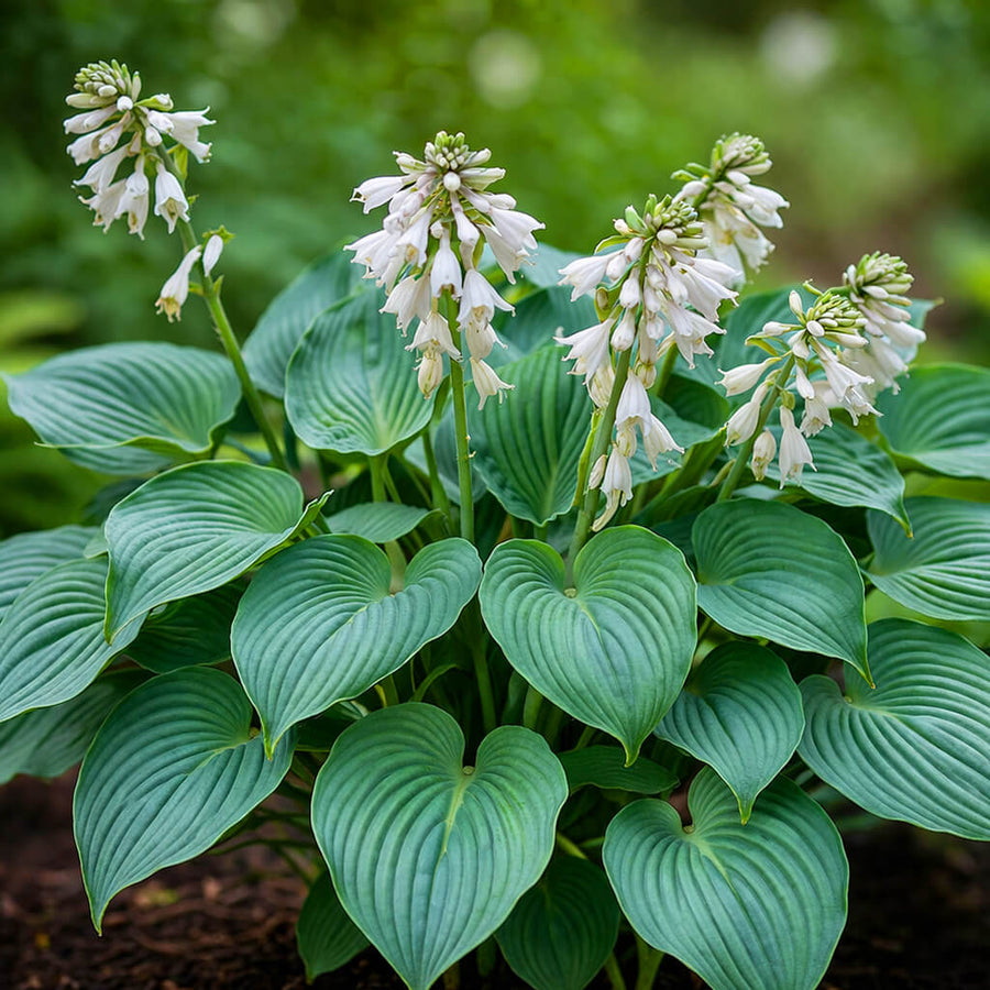 Sieboldiana 'Elegans' Hosta Seeds