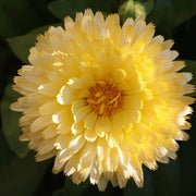 Signature Flower Seed Pack