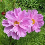 Signature Flower Seed Pack