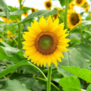 Signature Flower Seed Pack