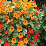 Signature Flower Seed Pack