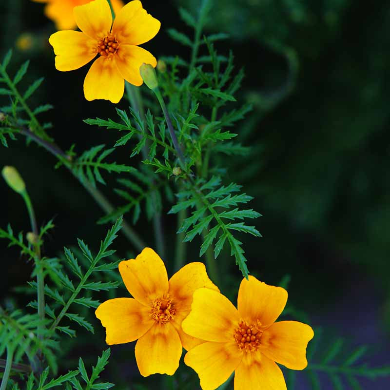 Edible Signet Marigold Seeds