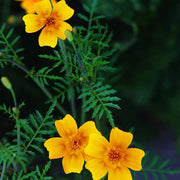 Edible Signet Marigold Seeds