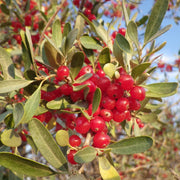 Silver Buffaloberry Berry Seeds