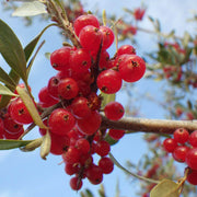 Silver Buffaloberry Berry Seeds