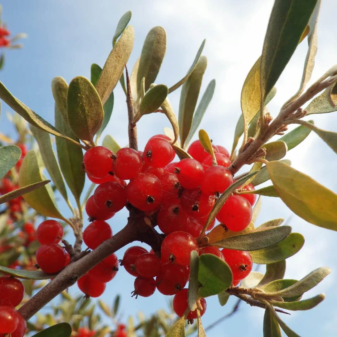 Silver Buffaloberry Berry Seeds