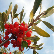Silver Buffaloberry Berry Seeds