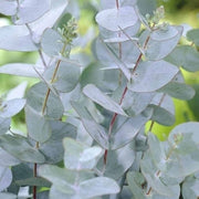 Silver Drop Eucalyptus Seeds, Herbal
