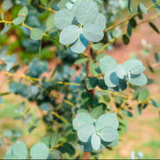 Sin Mustard Seeds