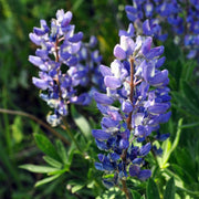 Argenteus Lupine Seeds