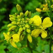 Mustard Yellow Seeds - Sinapis alba Vegetable Seeds