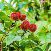 Sindoor Seeds, Bixa orellana Plant Seeds