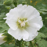White Hollyhock Seeds