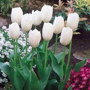 Single Early Tulip Seeds - Flower Plant