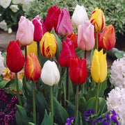 Single Early Tulip Seeds - Flower Plant