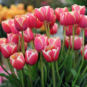 Single Early Tulip Seeds - Flower Plant