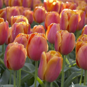 Single Early Tulip Seeds - Flower Plant