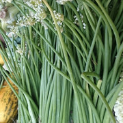 Singra Seeds, Raphanus sativus Vegetable Seeds