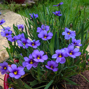 Perennial Blue-Eyed Seeds