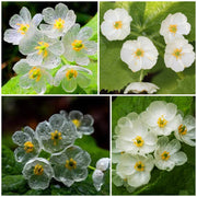Skeleton Seeds, Diphylleia grayi Flower Seeds
