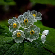 Skeleton Seeds, Diphylleia grayi Flower Seeds