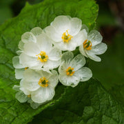 Skeleton Seeds, Diphylleia grayi Flower Seeds