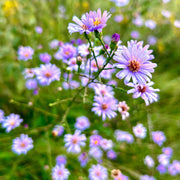 Sky Blue Aster Seeds