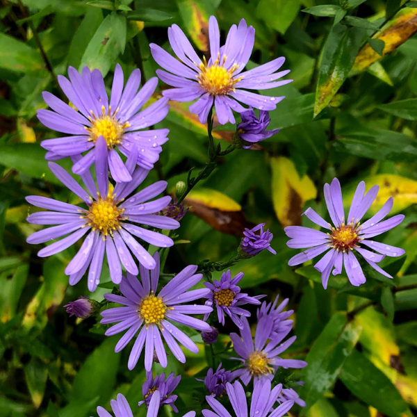 Sky Blue Aster Seeds