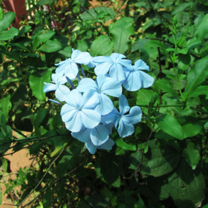 Sky Blue Azalea Seeds - Flower Plant