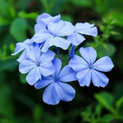 Sky Blue Azalea Seeds - Flower Plant