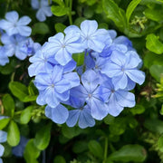 Sky Blue Azalea Seeds - Flower Plant