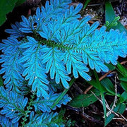 Sky Blue Fern Seeds - Flower Plant